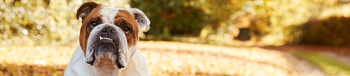 Recognizing the Signs of Bloat in Your Dog