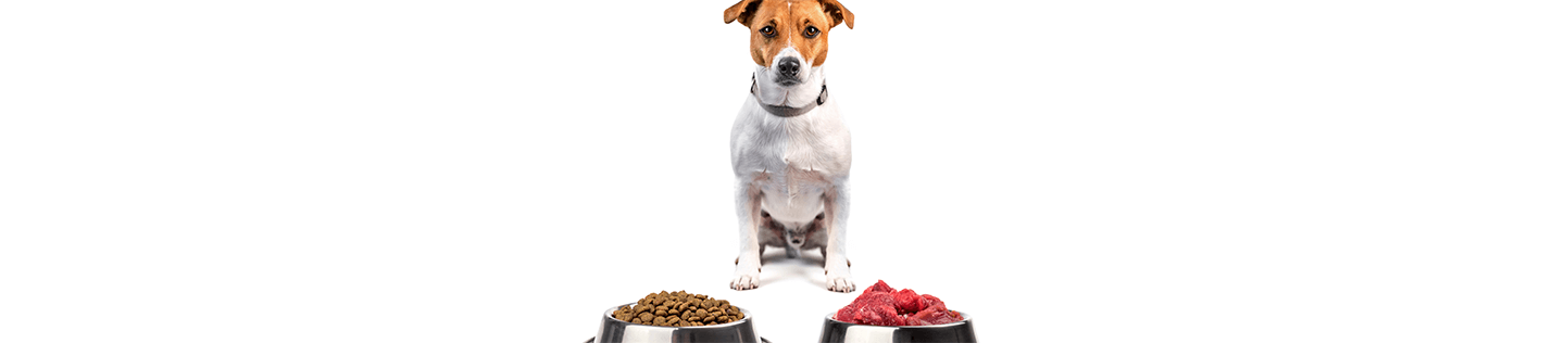Nutrition Basics: Selecting the Right Food For Your Dog