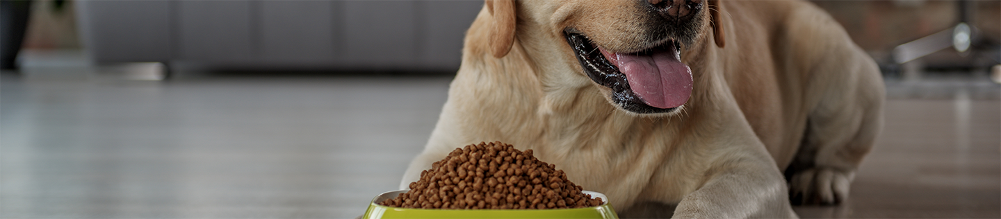 Tips for Feeding Your Adult Dog