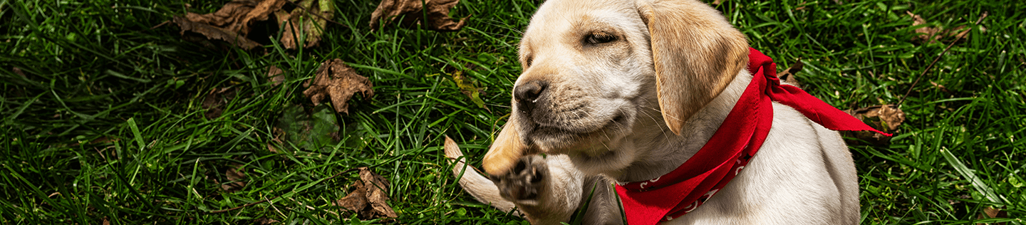 Puppy Basics: Flea Prevention