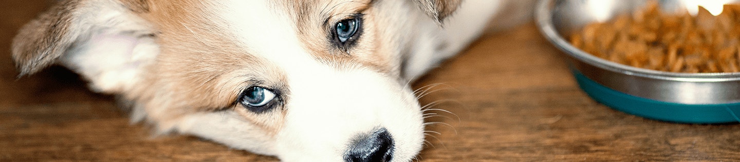 Is Your Dog a Finicky Eater?