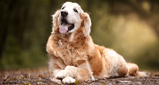 Medium Breed Mature or Senior Dog’s Nutritional Needs-mobile
