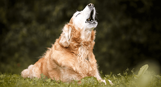 Why Do Dogs Howl?