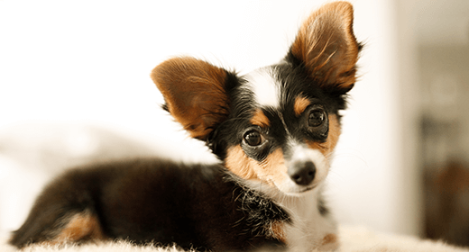 Why Premium Puppy Food Is a Better Value-mobile