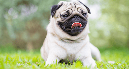 5 Tips on Caring for a Pug Dog-mobile
