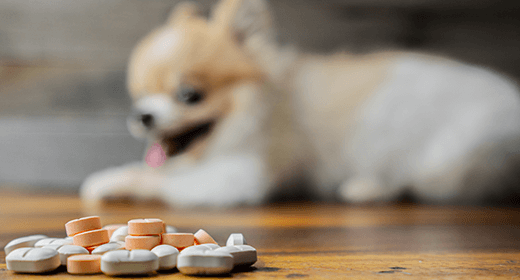 Does My Dog Need Additional Vitamins mobile