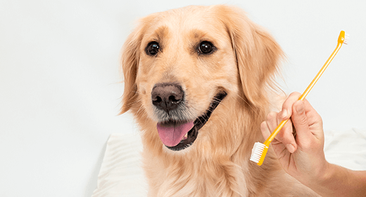 How to Care for Your Dog’s Teeth-mobile