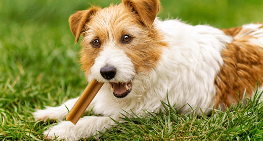 Encouraging Healthy Chewing Behavior in Your Dog mobile