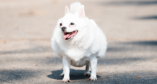 How Fat Affects Your Dog’s Performance-mobile