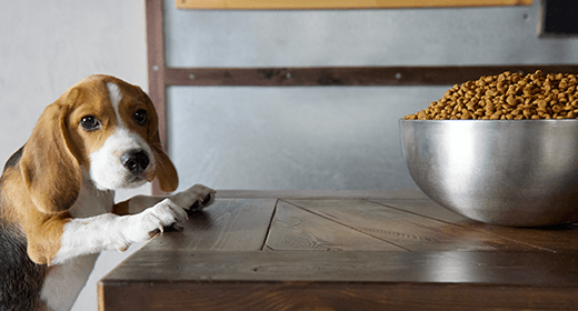 How to Decipher Dog-Food Labels: Calorie and Fat Terms-mob