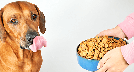 Why the Taste of Your Dog’s Food Matters-mobile
