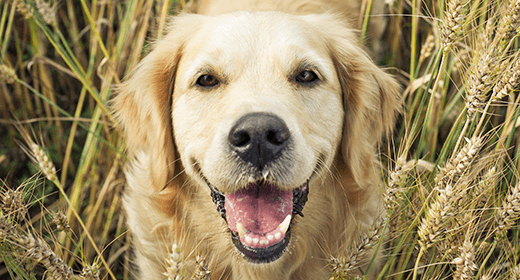 How Wheat is Used in Our Dog Foods-mobile