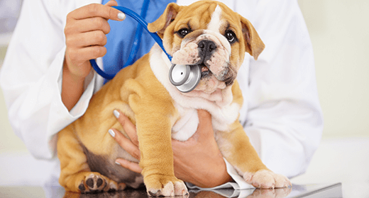 How to Track Your Puppy's Health in the First Year-mob