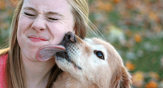 Why Do Dogs Lick People mobile
