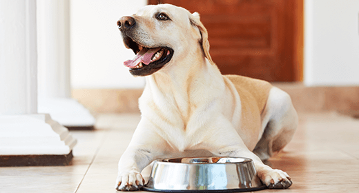 Why You Shouldn’t Supplement Your Dog's Diet mobile