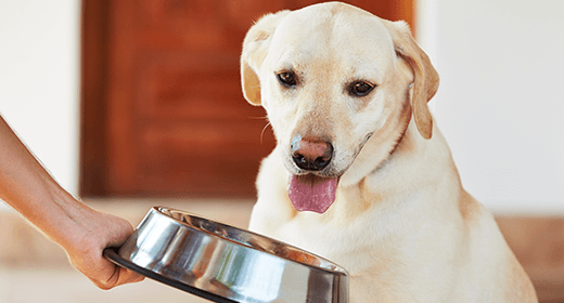 The Labrador Diet: Are You Feeding Your Lab Retrievers The Right Food?-mob