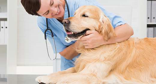 Common Concerns About Your Dog’s Health mobile