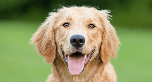 A Comprehensive Guide To Caring For a Golden Retriever-mobile