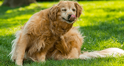 Your Senior Dog’s Special Nutritional Needs-mobile