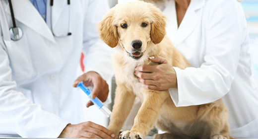 Your puppy’s first veterinary visit mobile