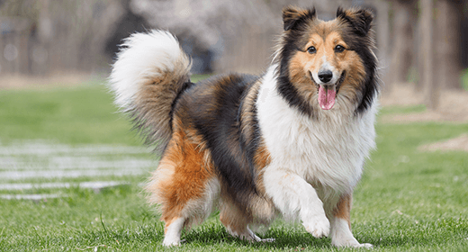 How to Visually Assess Your Dog’s Body Condition-mobile