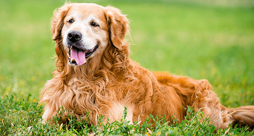 Making the Most of Your Dog’s Mature Years-mobile
