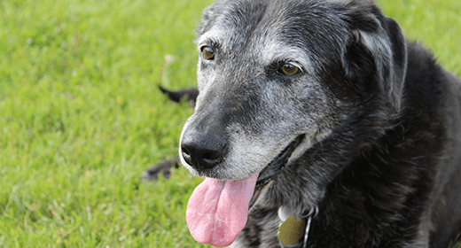 Special Nutritional Needs of Senior Pets mobile