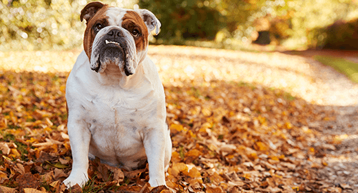 Recognizing the Signs of Bloat in Your Dog-mob
