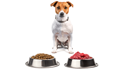 Nutrition Basics: Selecting the Right Food For Your Dog-mobile
