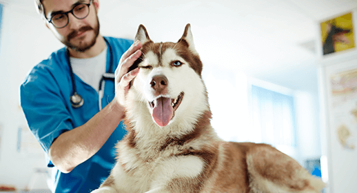 Why Your Dog’s Annual Vet Visits Are Worth the Cost mobile
