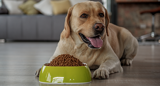 Tips for Feeding Your Adult Dog-mobile