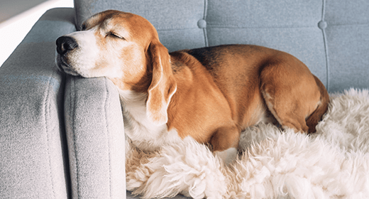 Why Do Dogs Sleep So Much? We Take an A to Zzz Look at the Issue mobile