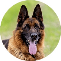 GERMAN SHEPHERD