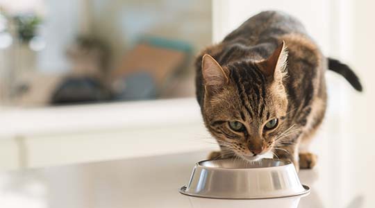How Sodium Is Used in Our Cat Foods