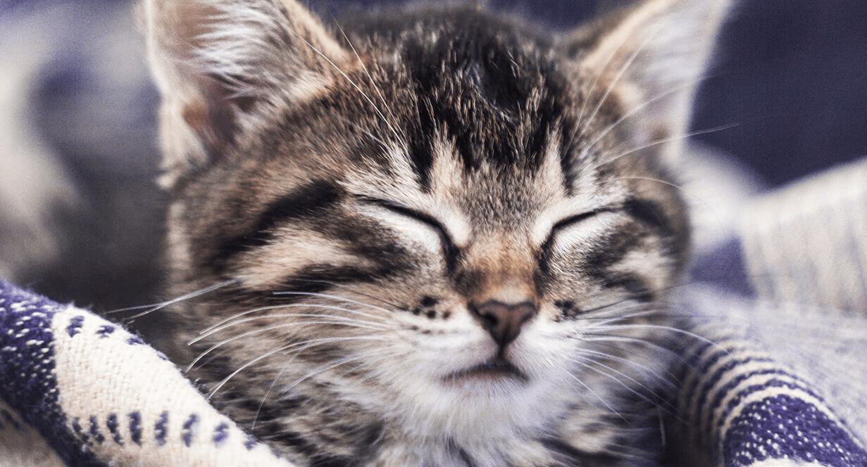 Kitten Basics: Do Kittens Get Hairballs?-mob