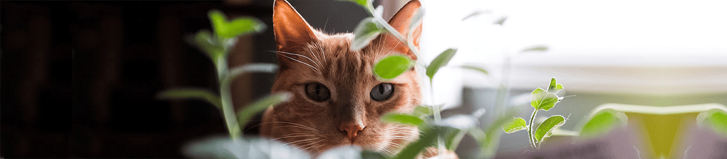 Does Your Cat Have Allergies?