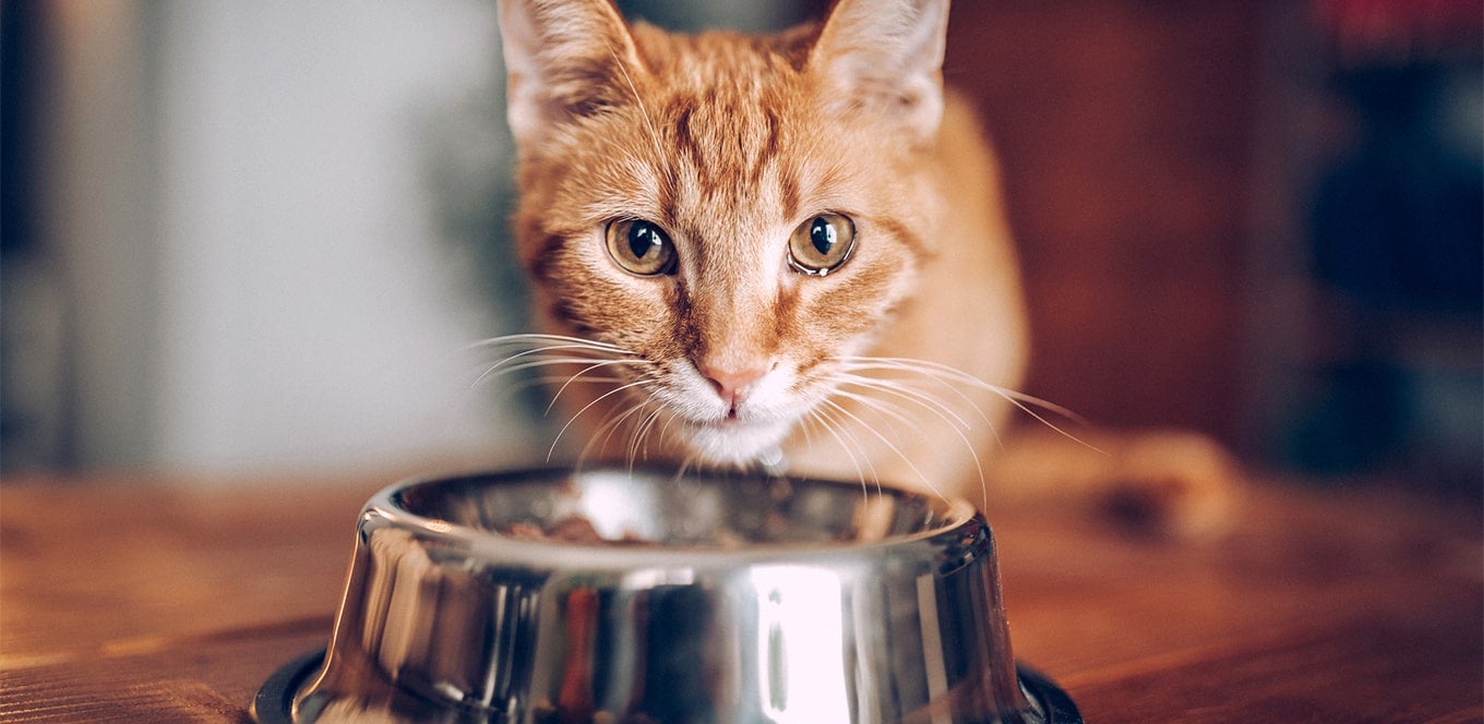 ginger cat eating her dry cat food from a bowl on the ground