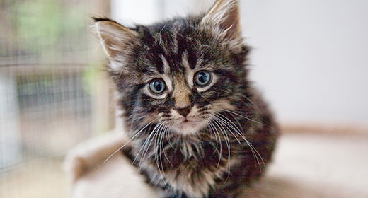 Kitten Basics: How to Keep Your Kitten in Good Health
