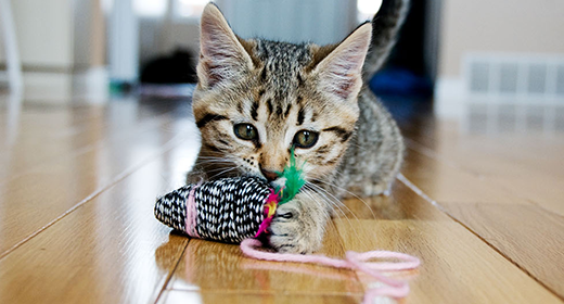 Kitten Basics: 4 Kitten-feeding Tips