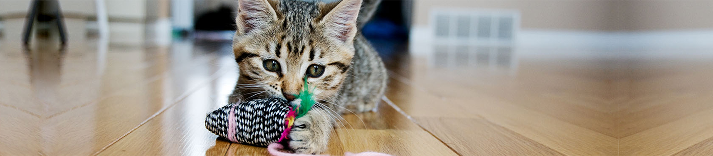 Kitten Basics: 4 Kitten-feeding Tips