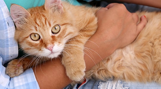 orange cat in hands of pet parent