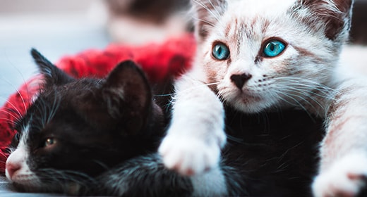 The Importance of Taurine in Kitten Foods