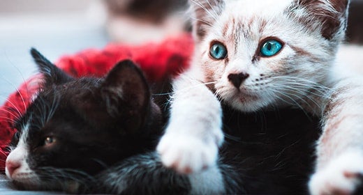 The Importance of Taurine in Kitten Foods