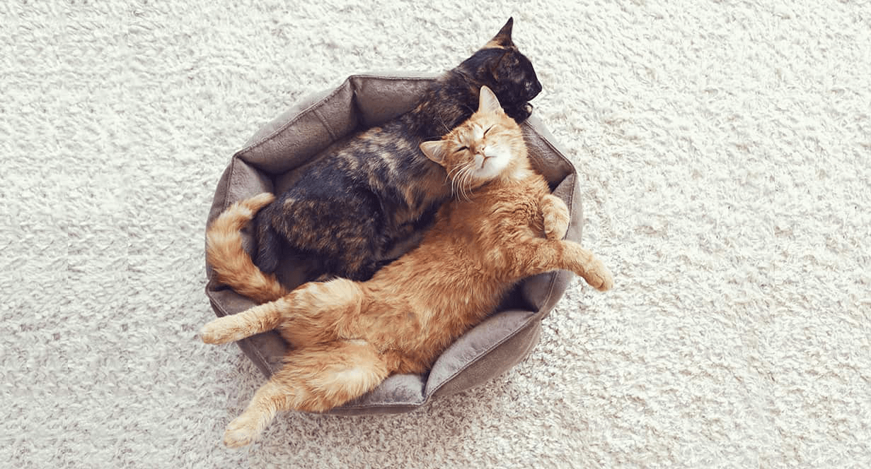 2 cats laying together in a cat bed