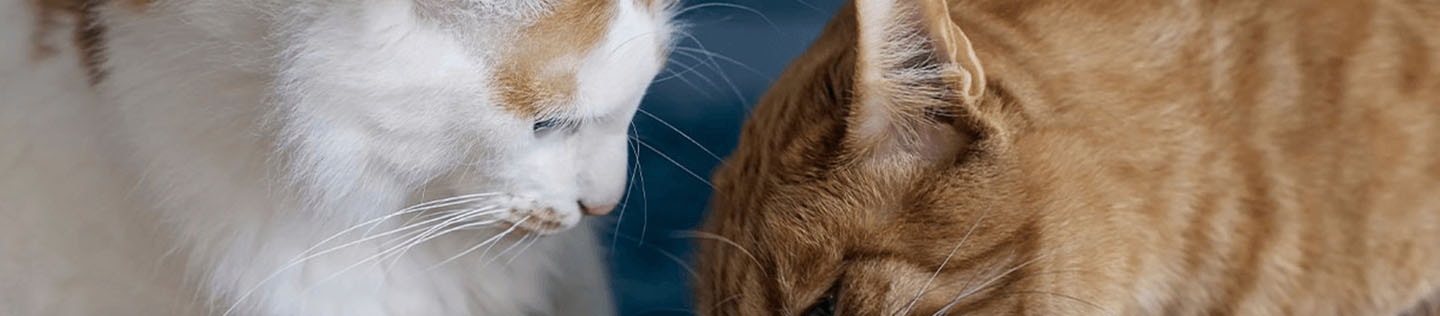 How to Feed Multiple Cats with Differing Nutritional Needs