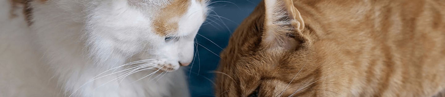Feeding Multiple Cats with Differing Nutritional Needs IAMS