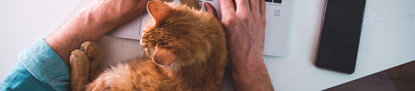 being-a-cat-person-hero