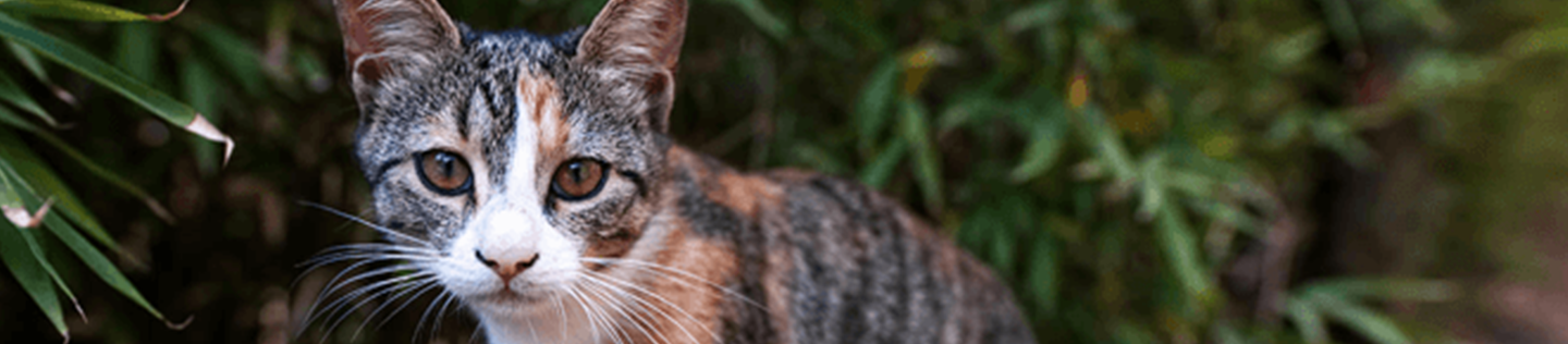 kitten who recieves fish oil supplement