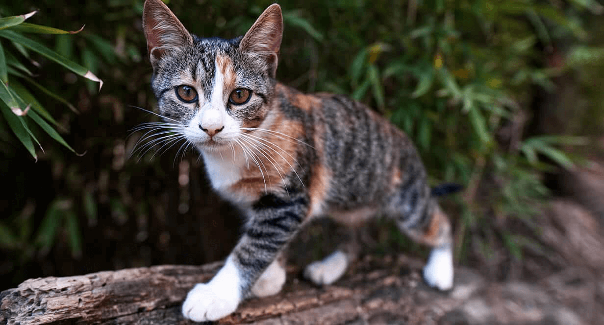 kitten who recieves fish oil supplement