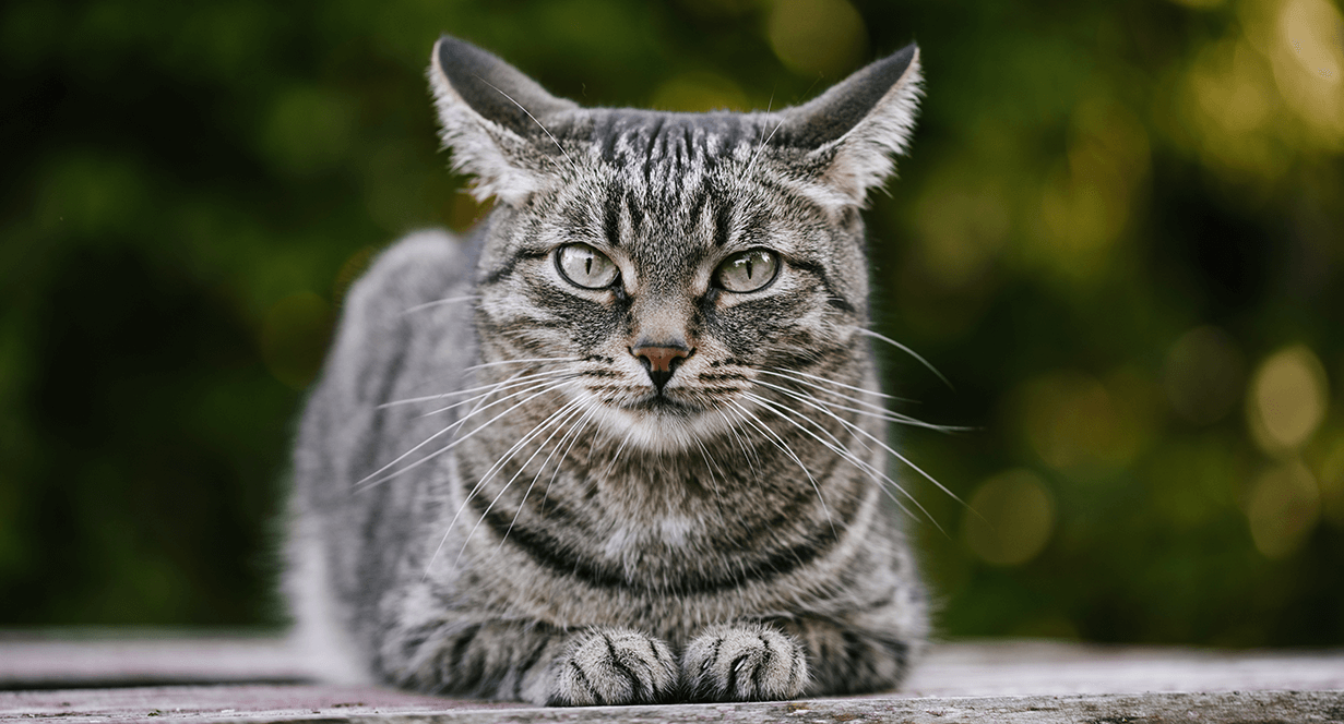 cat-article-tips-feeding-your-senior-cat-mob